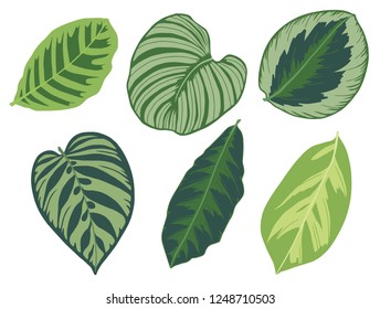 Vector illustration set of six different tropical exotic jungle Marantaceae Calathea prayer plant leaves