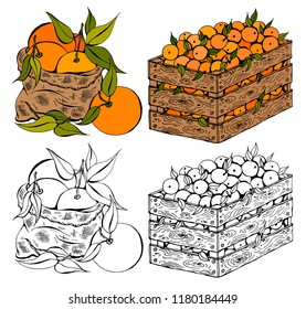 Vector illustration set of sketch hand drawn wooden box and bag full of oranges with green leaves. Fresh fruits, Spring or Summer background, garden, Italy, Spain, mandarins. Organic food label.