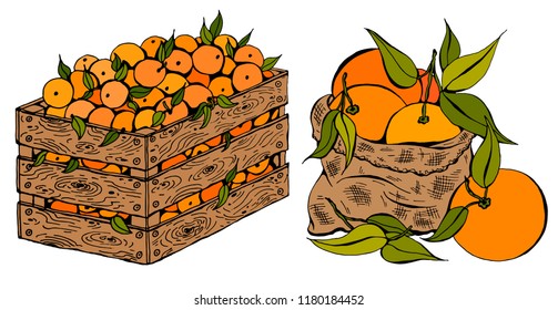 Vector illustration set of sketch hand drawn wooden box and bag full of oranges with green leaves. Fresh fruits, Spring or Summer background, garden, Italy, Spain, mandarins. Organic food label.