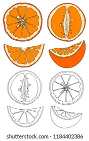 Vector illustration set of sketch hand drawn colorful oranges and slice orange. Fresh fruits, citrus, Italy, Spain, mandarins. Organic food label. Vintage style.
