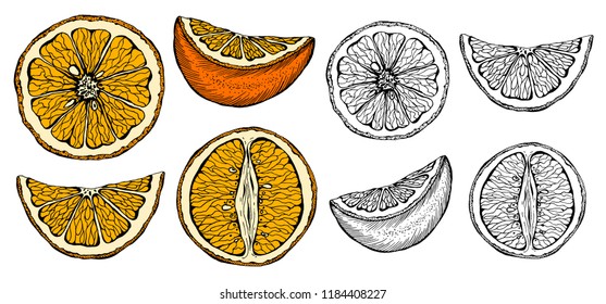 Vector illustration set of sketch hand drawn colorful oranges and slice orange. Fresh fruits, citrus, Italy, Spain, mandarins. Organic food label. Vintage style.