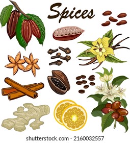 Vector illustration with a set of spices.A set of spices on a transparent background in color vector illustration.