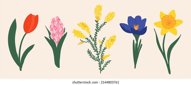Ilustración vectorial. Flores de primavera. Colores vivos dibujados a mano. Narciso, jacinto, mimosa, croco, tulipán.