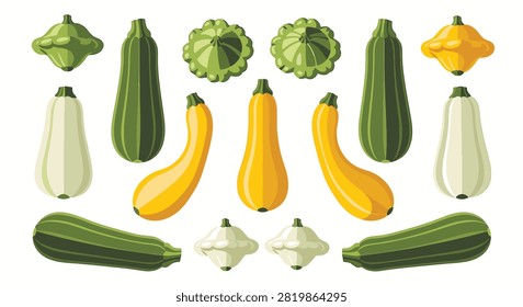 Vector illustration set of squash varieties featuring green and yellow zucchini, white and yellow pattypan scallop squash, and marrow vegetables, isolated on a white background.