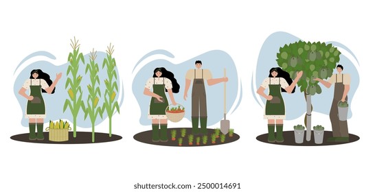 Vector illustration set of three images depicting the harvest of corn, carrots, and kiwi. Flat style on white background. Perfect for seasonal designs, educational materials, farming concepts