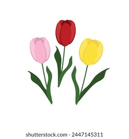 Vector illustration of a set of three tulips on a white background.
