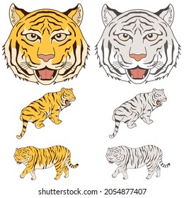 Vector illustration set of tiger and white tiger.
