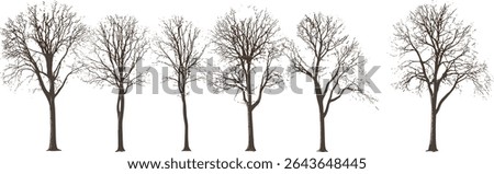Vector illustration Set of Tilia trees lime, basswood, linden winter street trees isolated sunny daylight cutout, urban landscaping, deciduous tree, seasonal foliage, nature decor.