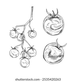 Vector illustration of set of tomatoes and cherries. Organic vegetables, healthy harvest. Ingredients for cooking, farm products. Hand drawn illustration in line art, black inks, isolated background