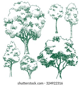 vector illustration of a set of trees, sketch line, trees, aspen, maple, birch