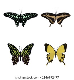 Vector illustration of a set of tropical beautiful butterflies on a white isolated background. Template for postcard, poster, logo, web design.