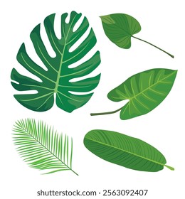Vector Illustration. Set of tropical leaves isolated on white background