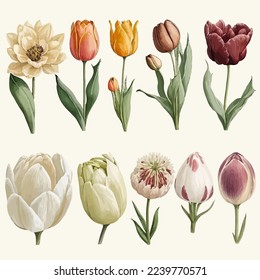 vector illustration set of tulips flowers