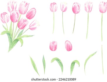 Vector illustration set of tulips painted by watercolors