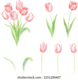 Conjunto de ilustraciones vectoriales de tulipanes pintados por acuarelas