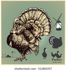 Vector illustration set .Turkey and poultry