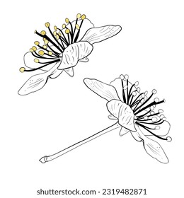 Vector illustration set of two flowers of cherry, sakura, apple, plum, wild cherry plum, bird cherry. Black outline of petals, graphic drawing. For postcards, design and composition, printing, sticker