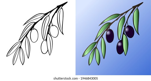 Vector illustration, Set of two olive branches in black and white and color