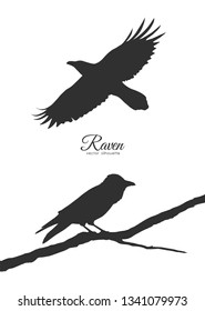 Vector illustration: Set of two Silhouette of Ravens sitting on branch and flying.