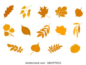 Vector illustration set of various autumn leaves.