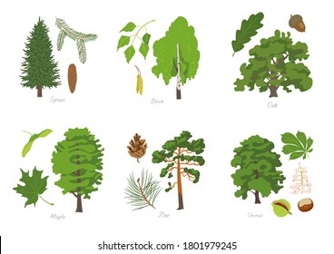 Vector illustration set of various trees with its parts: Spruce, Birch, Oak, Maple, Pine and Chestnut tree.