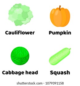 Vector illustration. Set of vegetables. cauliflower, pumpkin, Head of cabbage, Squash