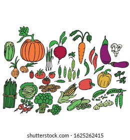 
Vector illustration. Set of vegetables of different colors. Design for covers, wallpaper, clothes.