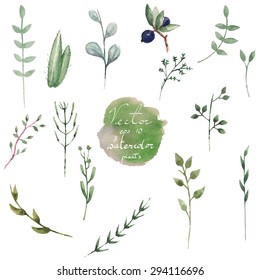 Vector illustration of a set of watercolor plants and branches, hand painted for your art and design