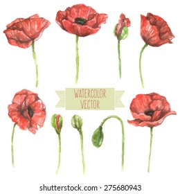 Vector illustration - set of watercolor red poppies and buds on white background