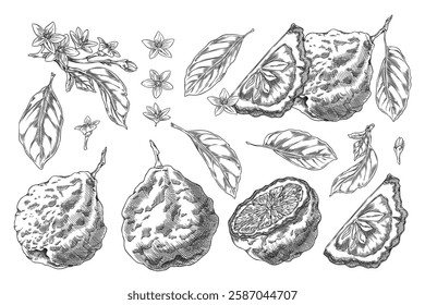 Vector illustration of set of whole, slice and halves of bergamot fruits with leaves and flowers. Black and white sketch hand drawn. Botanical citrus plant. Ingredient in spa, food and medicine.