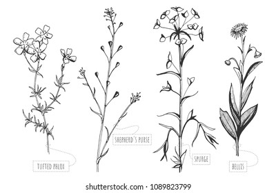 Vector illustration of a set of the wild field flowers with hand drawn stroked labels. Tufted phlox, shepherds purse, spurge, bellis flower in vintage engraving style.