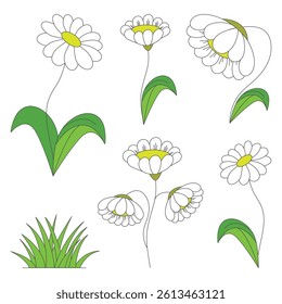Vector illustration of a set of wild white flowers of daisies with foliage and grass.