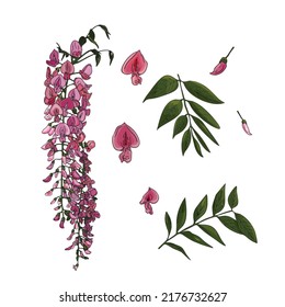 Vector illustration of a set of Wisteria, purple flowers and leaves. Subtropical wisteria as a blank for designers, logo, icon, print