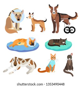 Vector illustration set of wounded, sick or after surgery animals isolated on a white background.