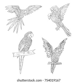 Vector illustration. Seth from parrots in different angles. Black line