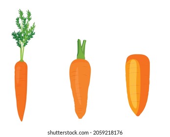 Ilustraciones vectoriales de zanahorias, zanahoria en rodajas, ilustración de cocina, ingrediente de cocina