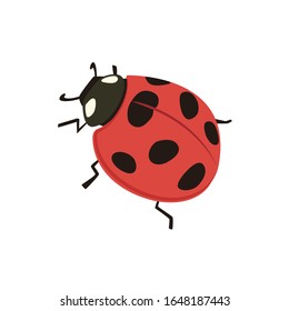 Vector Illustration | Seven-spot ladybird