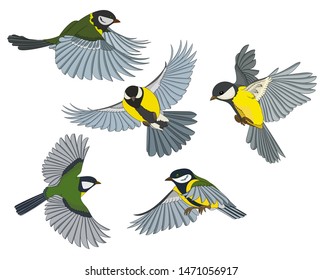 Vector illustration, several birds in flight, tit