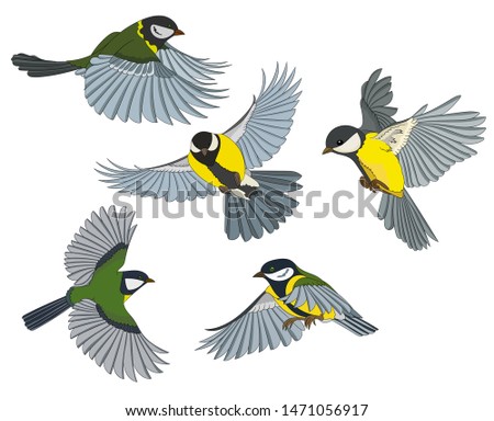 Vector illustration, several birds in flight, tit