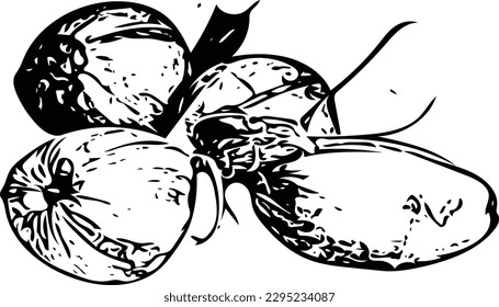 Vector illustration of several coconuts on a white background