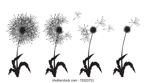 Vector illustration of several dandelions loosing their fuzzes