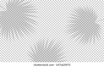 Vector illustration with shadow overlays  on transparent background. Organic frame shadows for natural light effects. Photo-realistic scene with palm leaves