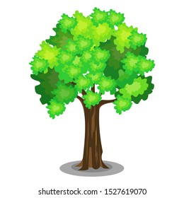 Vector illustration of shady tree with a white background.