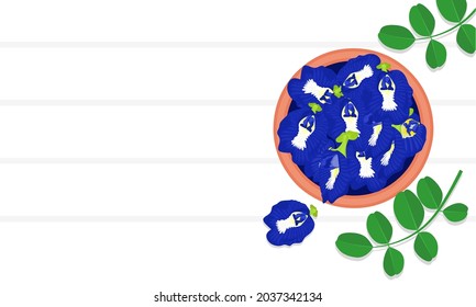 Ilustración vectorial, flor de shikpushpi o de arveja de mariposa, nombre científico (clitoria ternatea), con espacio para texto, planta de hierbas en medicina ayurvédica.
