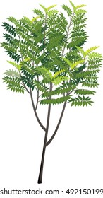 Vector Illustration shape tree of Gliricidia sepium