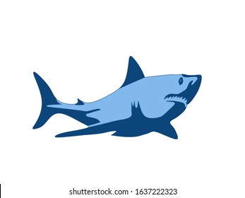 vector illustration of a shark
