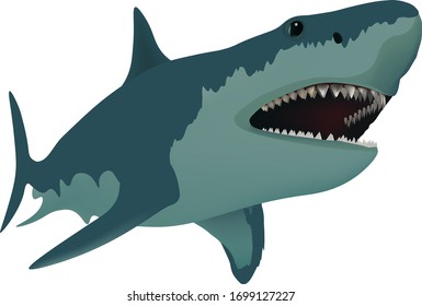 Vector illustration of a shark.