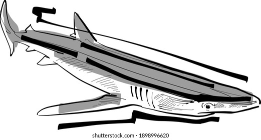 the vector illustration of a shark
