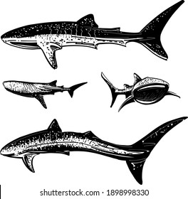 the vector illustration of a shark