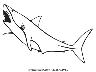 A vector illustration of a shark